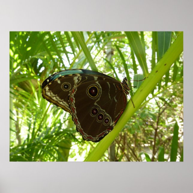 Poster Blue Morpho Butterfly - Fotografia da natureza tro (Frente)