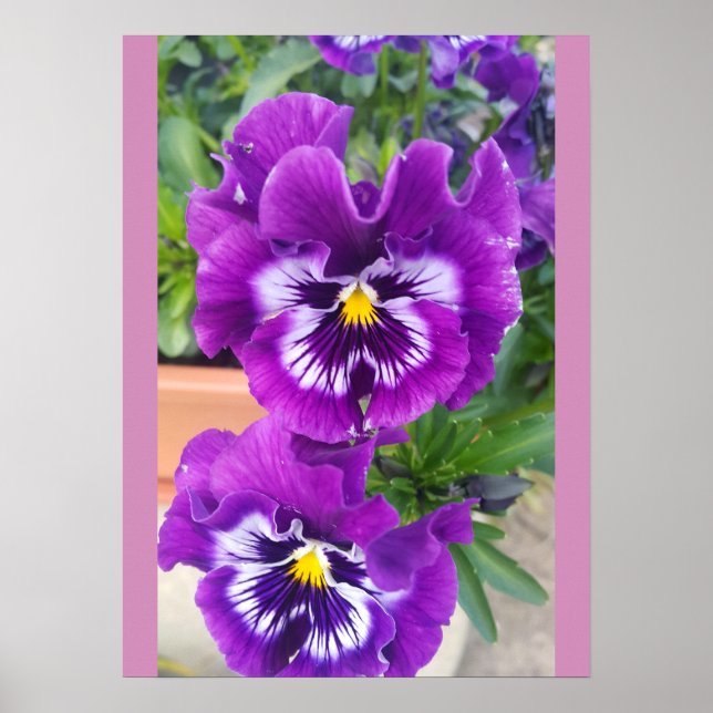 Poster Blue Pansy Pansies Flower Floral Garden (Frente)