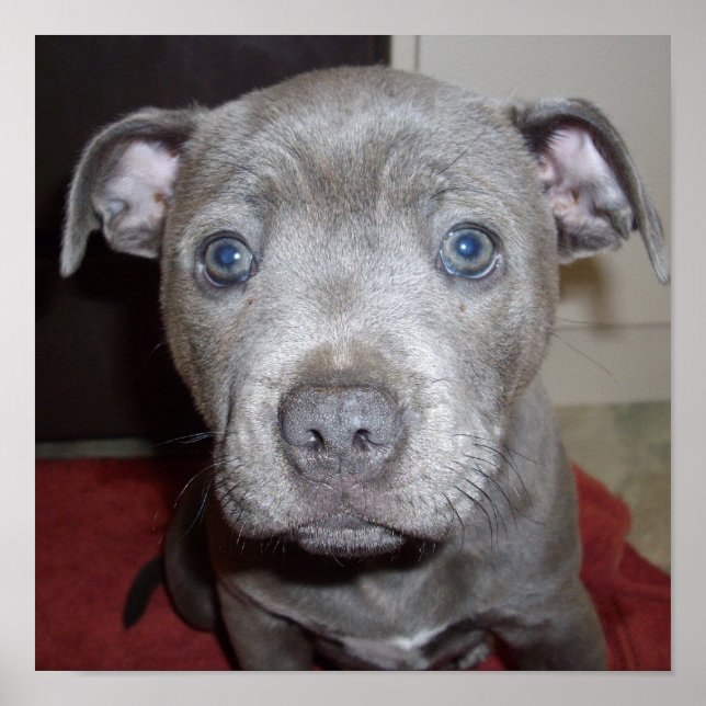 Poster Blue Staffordshire Bull Terrier Puppy (Frente)