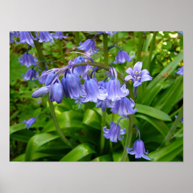 POSTER BLUEBELL (Frente)