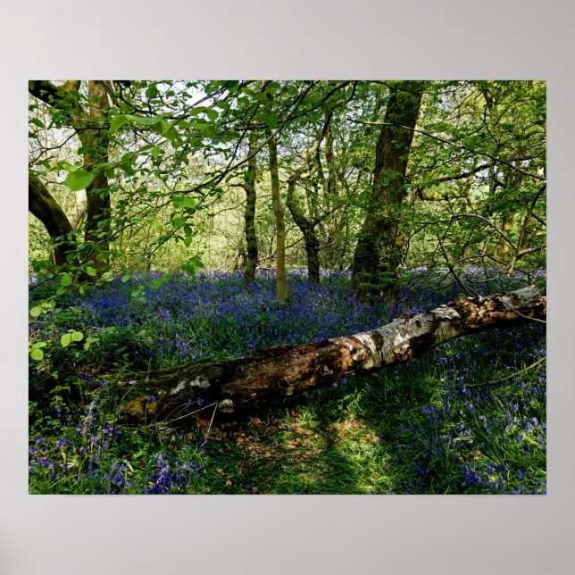 Poster Bluebell Forrest Flores Selvagens Arte Fotográfica (Frente)
