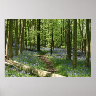 Poster Bluebell Woods