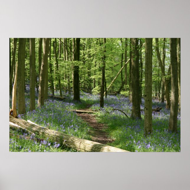 Poster Bluebell Woods (Frente)
