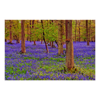 Póster Bluebell Woods Grays Court Oxfordshire Inglaterra