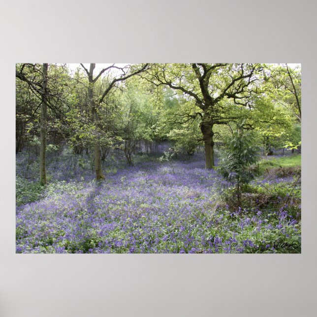 Poster Bluebell Woods II (Frente)