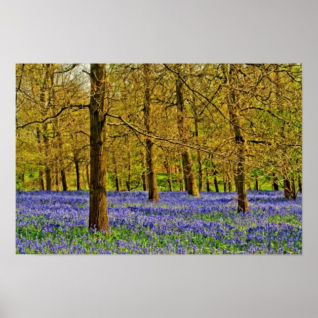 Poster Bluebell Woods Spring Flowers Greys Court (Frente)