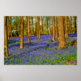 Poster Bluebell Woods Spring Flowers Greys Court