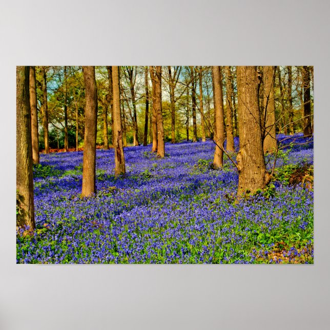 Poster Bluebell Woods Spring Flowers Greys Court (Frente)