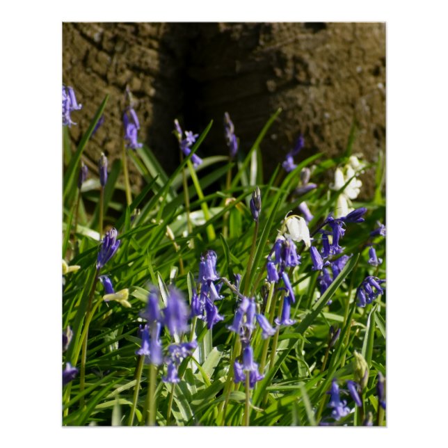 Póster Bluebells (Frente)
