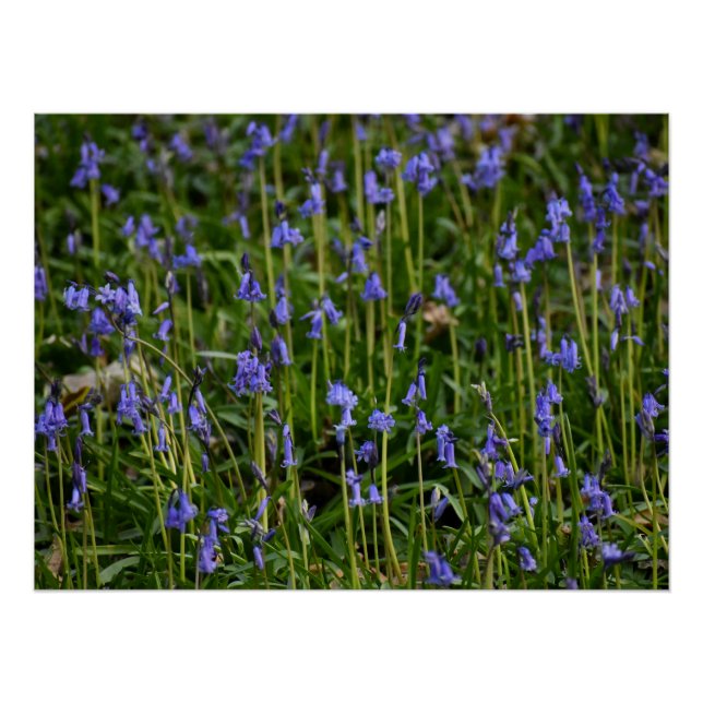 Póster Bluebells (Frente)