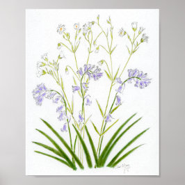 Poster Bluebells and Stitchwort