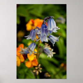 Poster Bluebells Bluebell Flores Hyacinthoides
