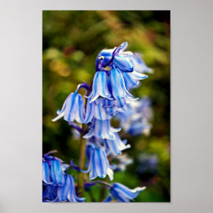 Poster Bluebells Bluebell Spring Flowers