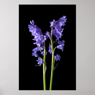 Póster Bluebells, da mesma floresta que eu Criei!