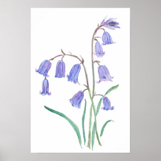 Poster bluebells flowers watercolour flowers