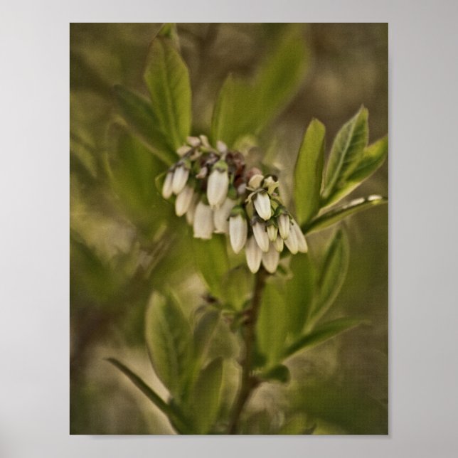 Poster Blueberry 585 (Frente)
