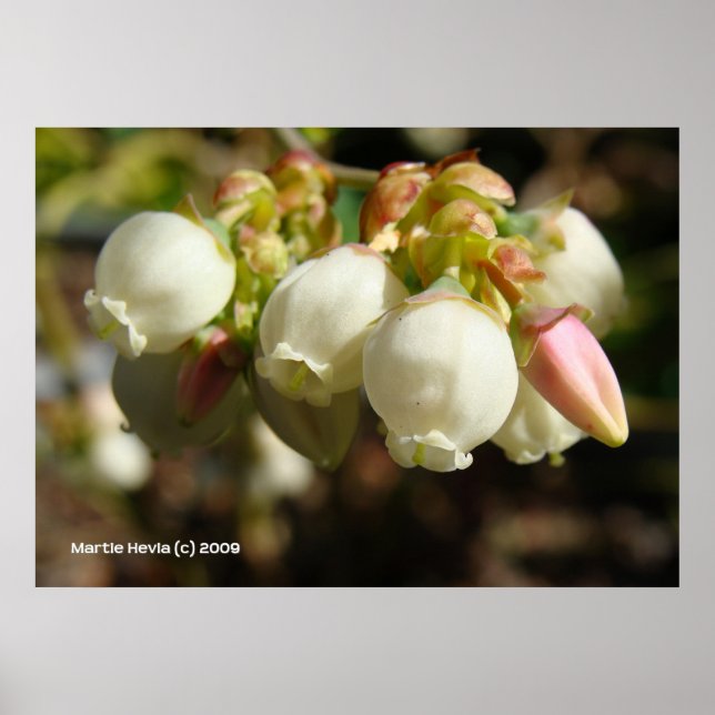 Poster Blueberry Blossoms (Frente)