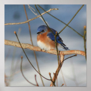 Poster Bluebird 