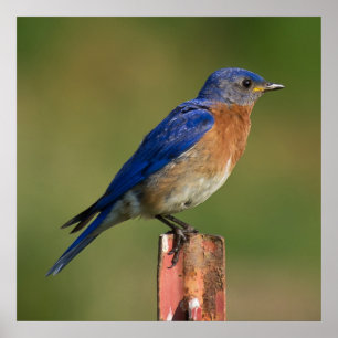 Póster Bluebird