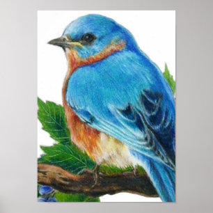 Póster Bluebird da baga