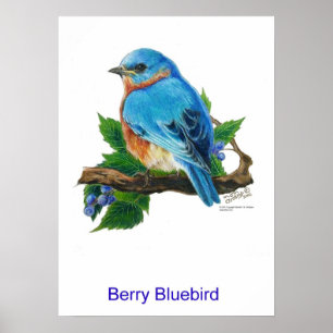 Póster Bluebird da baga