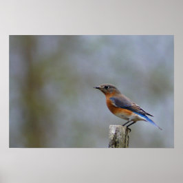 Póster Bluebird em Posto