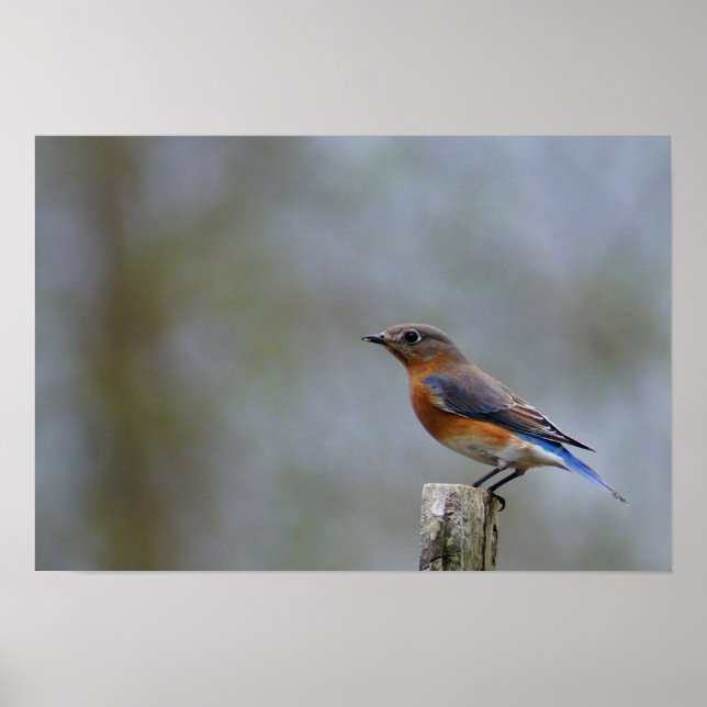 Póster Bluebird em Posto (Frente)