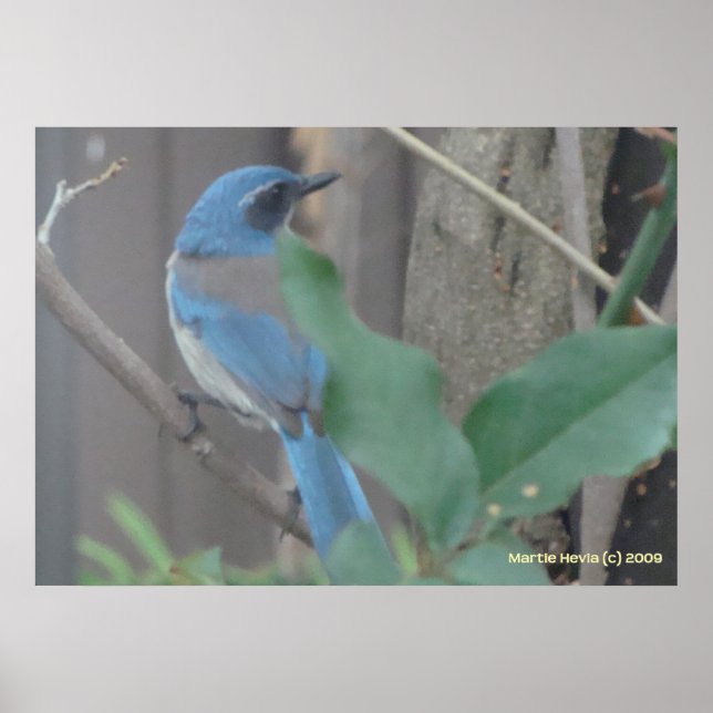 Poster Bluebird em uma ramificação (Frente)