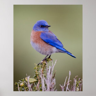 Poster Bluebird ocidental