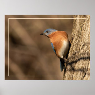 Poster Bluebird, Sideways Glance 