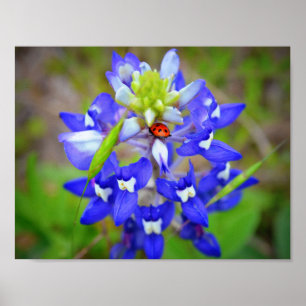 Póster Bluebonnet afortunado