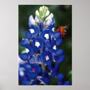 Póster bluebonnet com abelha