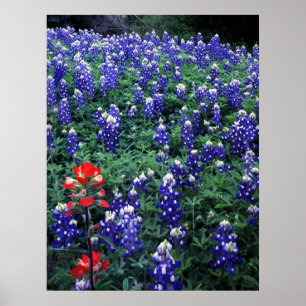 Póster Bluebonnets de Texas e pincel indiano