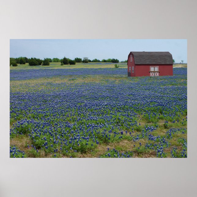 Poster Bluebonnets e um Red Barn (Frente)
