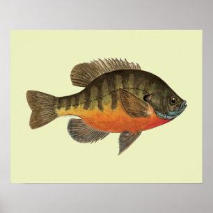 Póster Bluegill Bream