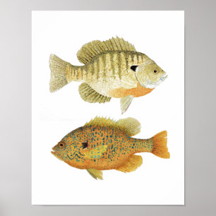 Poster Bluegill & Pumpkinseed de Sunnies-