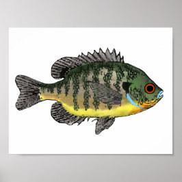Poster Bluegill Sunfish