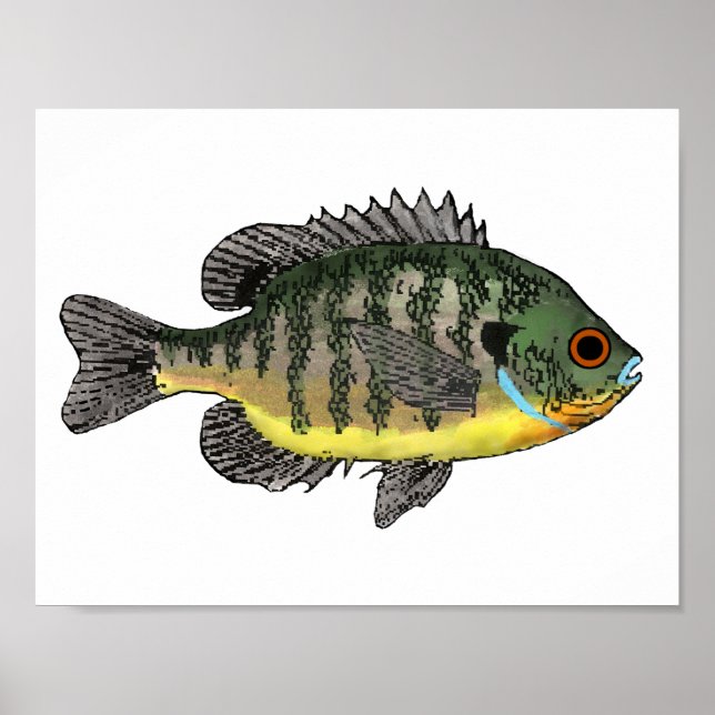 Poster Bluegill Sunfish (Frente)