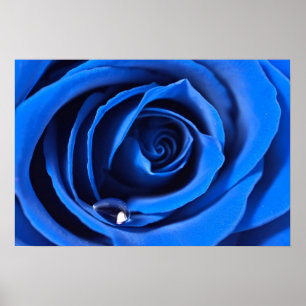 Poster BlueRose