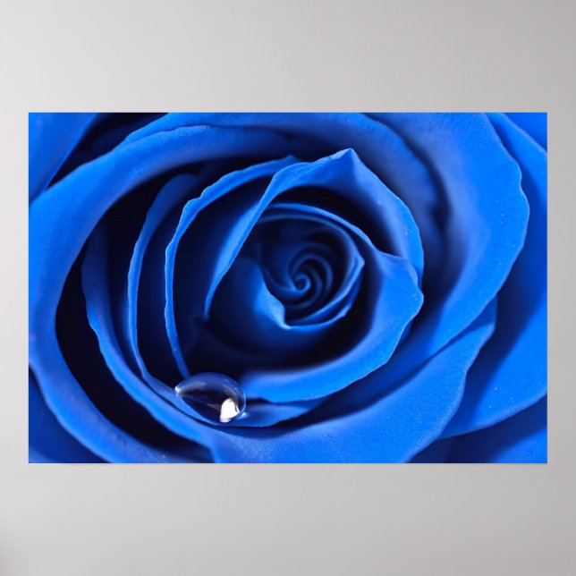 Poster BlueRose (Frente)
