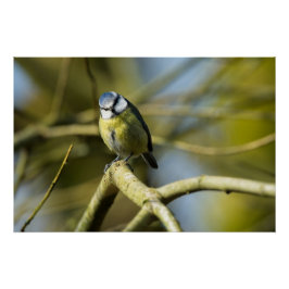 Póster Bluetit olhando para a câmera