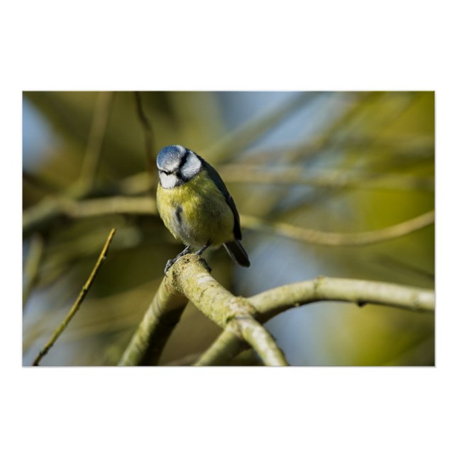 Póster Bluetit olhando para a câmera (Frente)