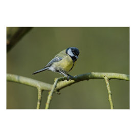 Póster Bluetit sentado em uma árvore