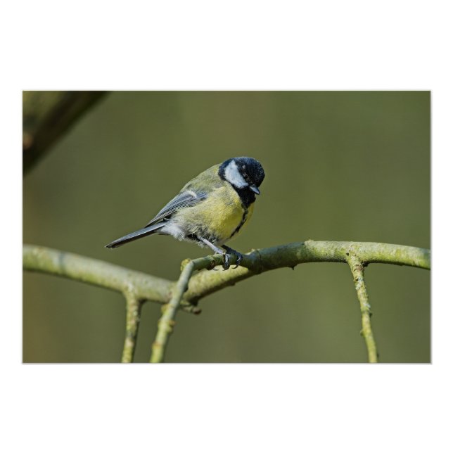 Póster Bluetit sentado em uma árvore (Frente)