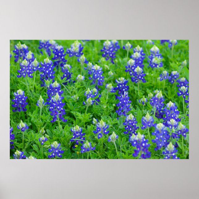 Poster Bluetooth (Frente)