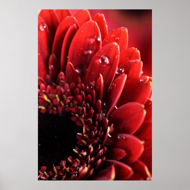 Póster Blume (Frente)