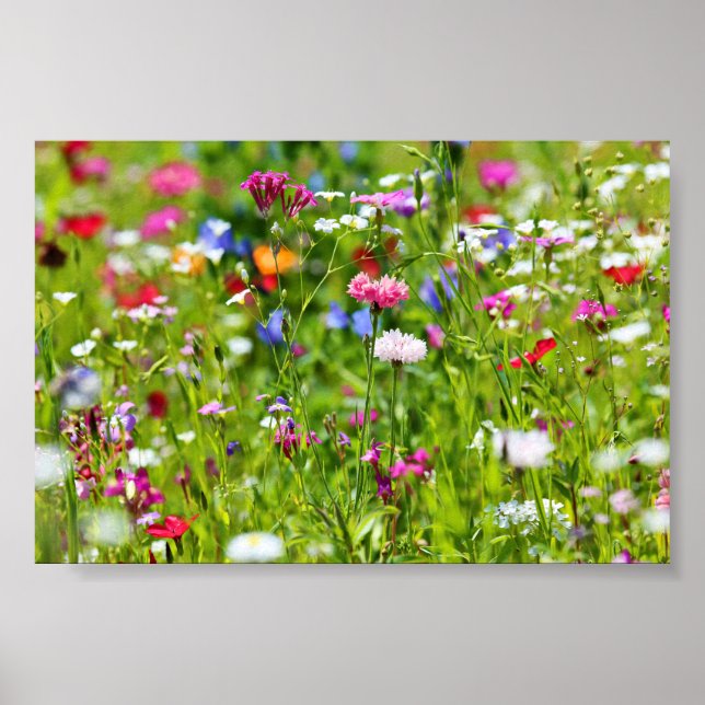 Poster Blumenwiese (Frente)