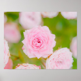 Poster Blushing Petals