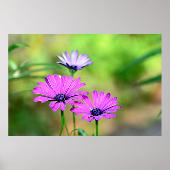 Poster Blütentraum (Frente)