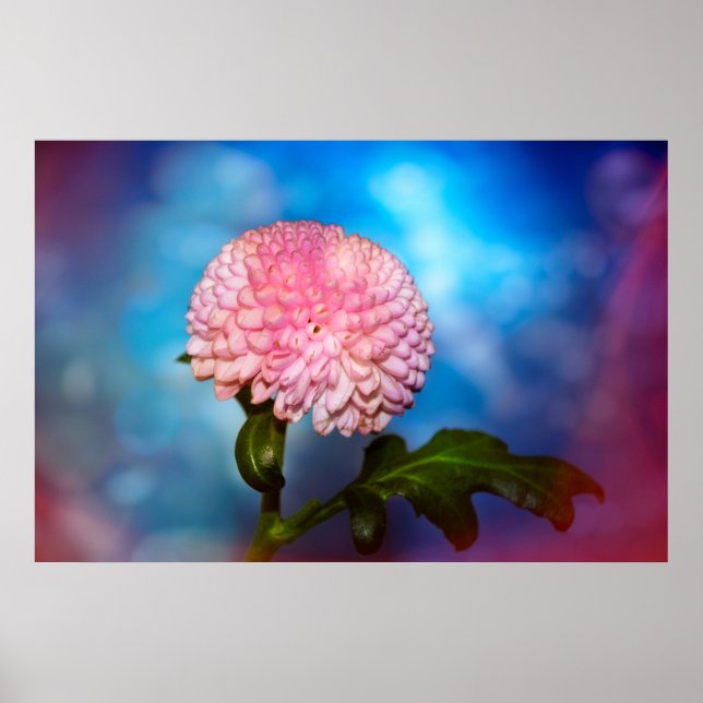 Poster Blütenzauber (Frente)